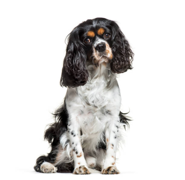 istock Cavalier King Charles, 6 years old, sitting in front of white background 1137940451