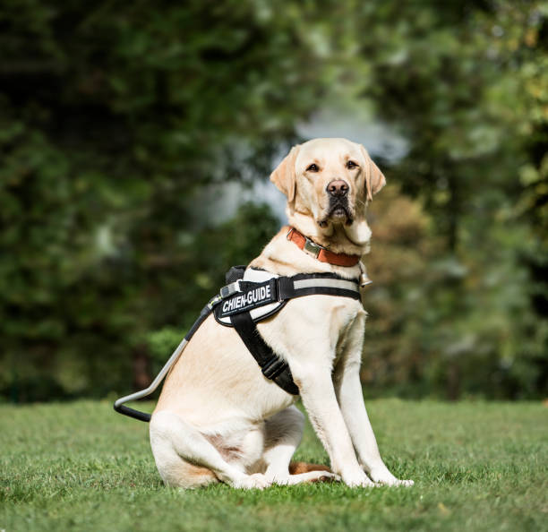 blindenhund labrador retriever, 2 jahre alt, im park - zuggeschirr stock-fotos und bilder