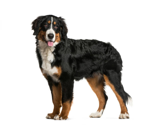 istock Standing Bernese Mountain Dog, 6 months old, in front of white background 1137940471