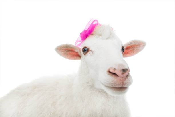Close up shot of young lamb eating some vegetables in the street