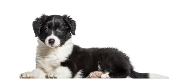 istock Border Collie, 9 weeks old, lying in front of white background 1137940482