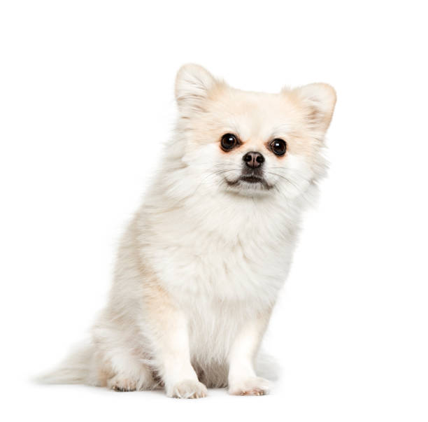 istock Mixed-breed dog sitting in front of white background 1137940581