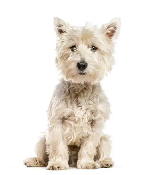 West Highland White Terrier, the Westie sitting in front of white background