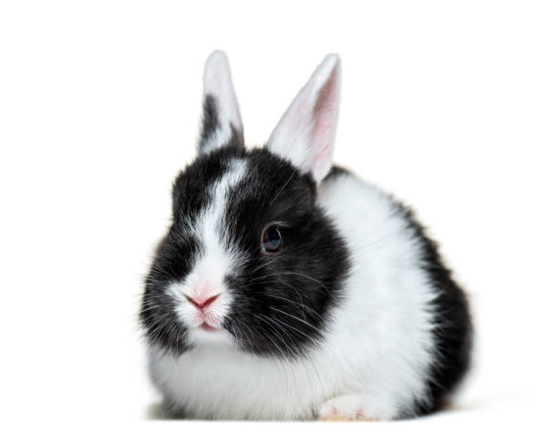 istock Rabbit, 8 weeks old, in front of white background 1137940604