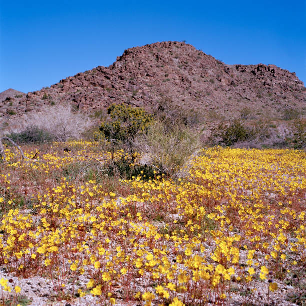 istock Wildflower Spring Bloom, Joshua Tree National Park, 2019 1137942247
