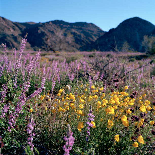 istock Wildflower Spring Bloom, Joshua Tree National Park, 2019 1137942441