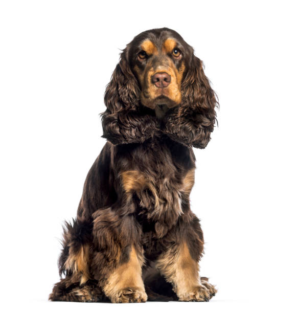 istock Cocker Spaniel, 16 months old, sitting in front of white background 1137944255