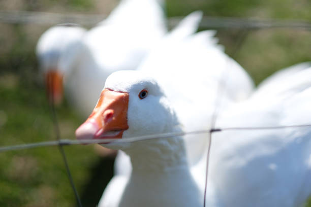 istock White homemade geese 1137944276