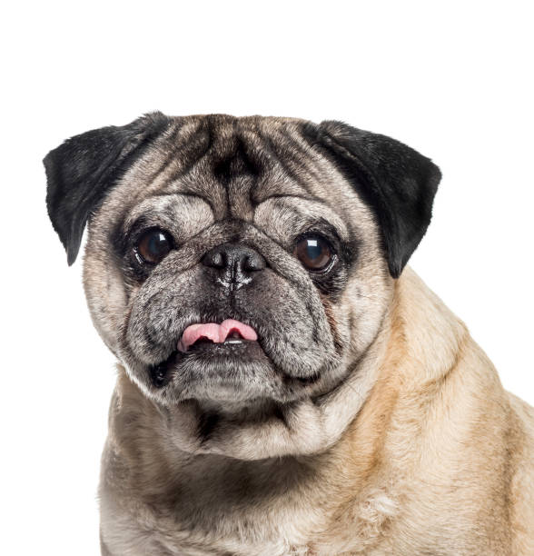 istock Pug, 7 years old, in front of white background 1137944281