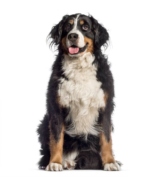 istock Bernese Mountain Dog, 7 years old, sitting in front of white background 1137944310