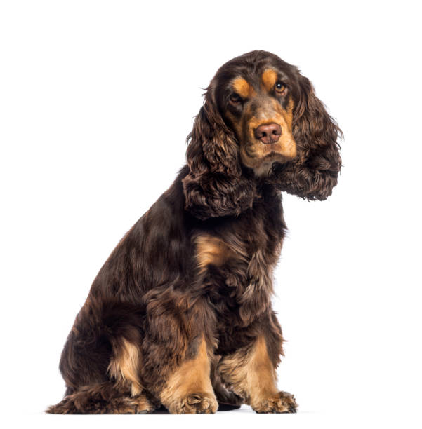 istock Cocker Spaniel, 16 months old, sitting in front of white background 1137944326