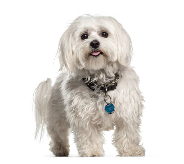 istock Maltese, 1 year old, in front of white background 1137944336