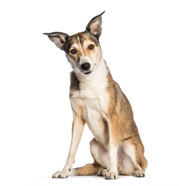 perro de raza mixta, 8 años de edad, sentado frente a fondo blanco - mixed breed dog fotografías e imágenes de stock