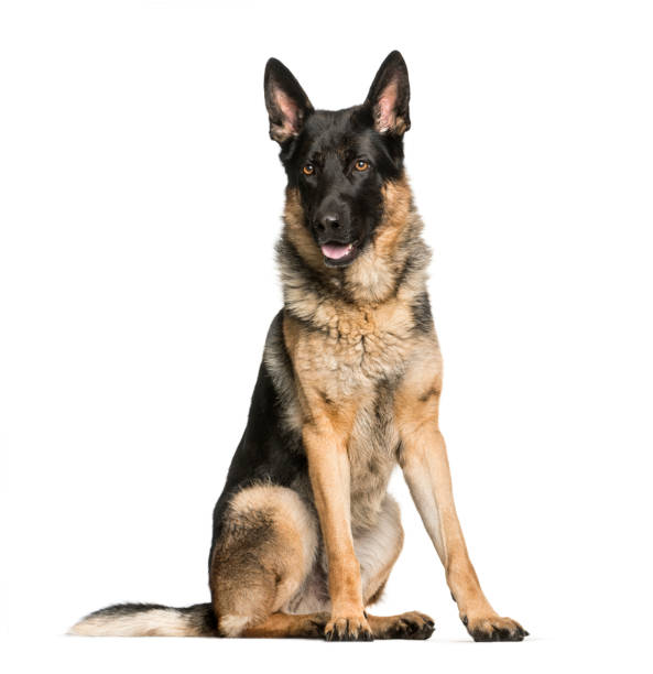 istock German Shepherd, 4 years old, sitting in front of white background 1137944357
