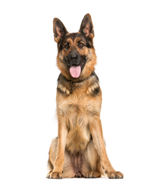 istock German Shepherd, 2 years old, sitting in front of white background 1137944441