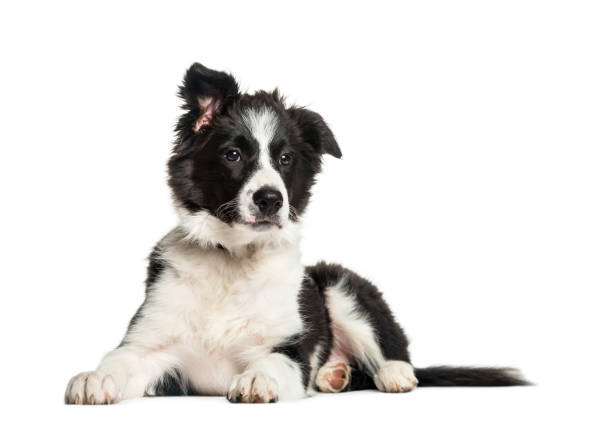 istock Border Collie, 3 months old, lying in front of white background 1137944461