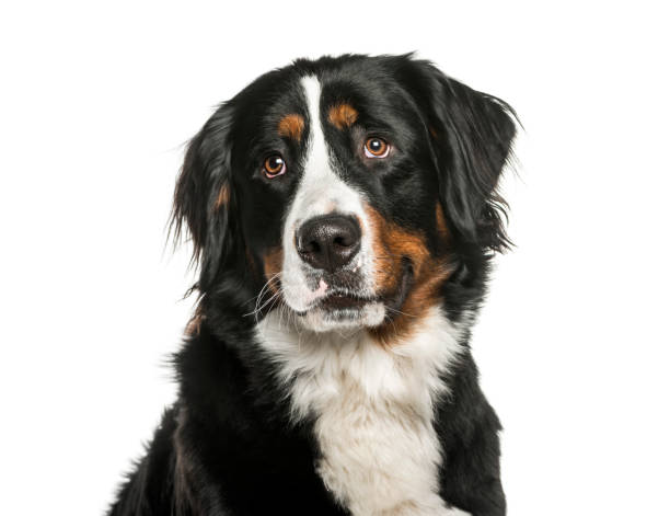 istock Bernese Mountain Dog in front of white background 1137944531