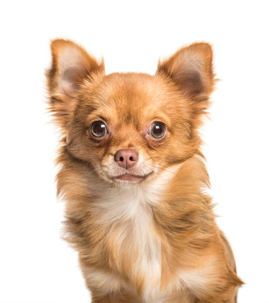 istock Chihuahua in front of white background 1137944623