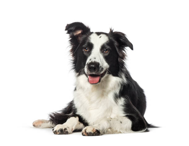 istock Border Collie lying in front of white background 1137944625