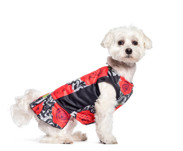 istock Maltese dog sitting in front of white background 1137945199