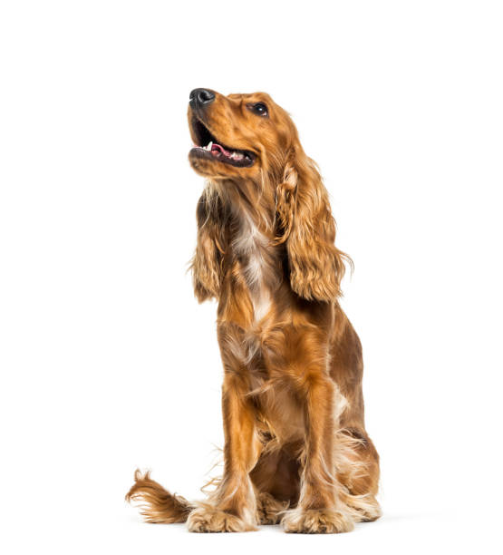 English Cocker Spaniel sitting in front of white background English Cocker Spaniel sitting in front of white background cocker spaniel stock pictures, royalty-free photos & images