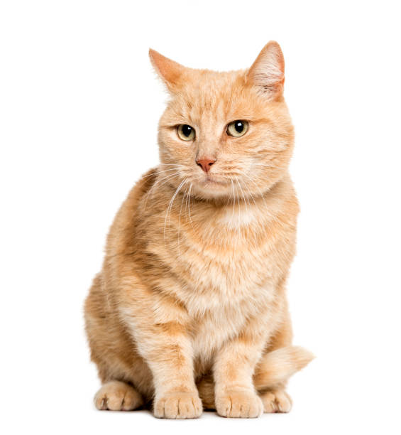 istock Mixed-breed cat sitting in front of white background 1137945242