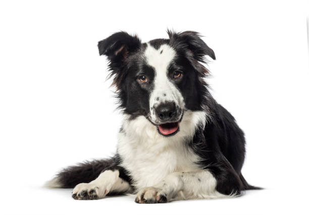 istock Border Collie lying in front of white background 1137945267