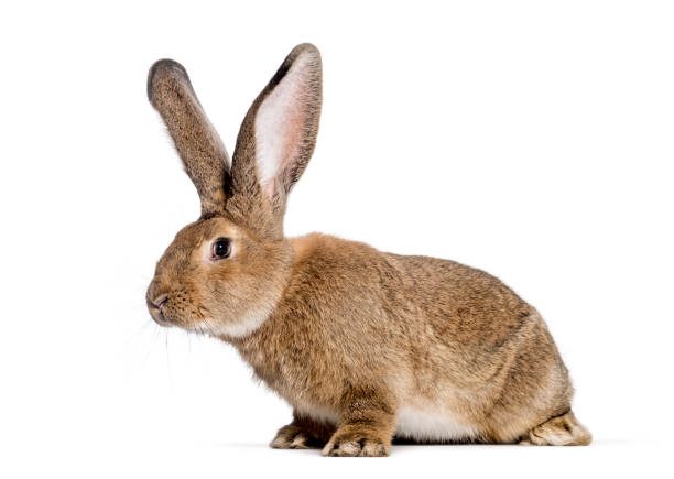 istock Flemish Giant rabbit, 6 months old, in front of white background 1137945275