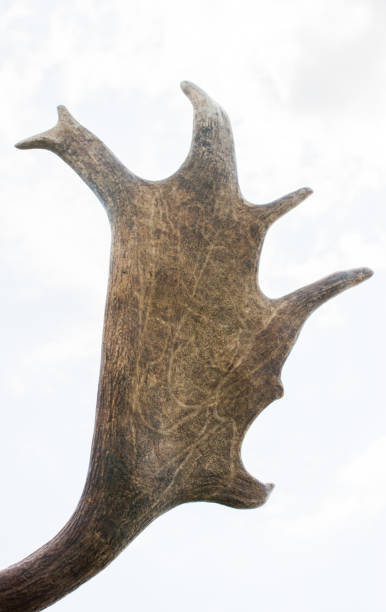istock Horns of a preserved deer specimen in blue sky 1137945566