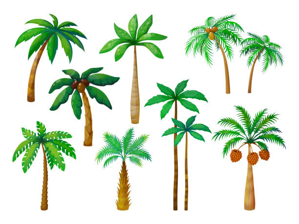 팜 나무 만화입니다. 녹색 잎 정글 야자수, 코코넛 비치 야자수 고립 된 벡터 - costa rica beach palm tree tree stock illustrations