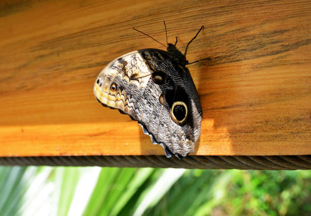 Closeup of an Owl Butterfly, from the genus Caligo, known for the prominent, owl-like eyespots on its hindwings.