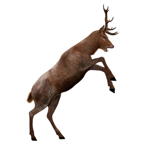 istock 3D illustration male deer on white 1137947297