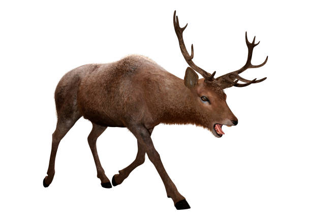 istock 3D illustration male deer on white 1137947299