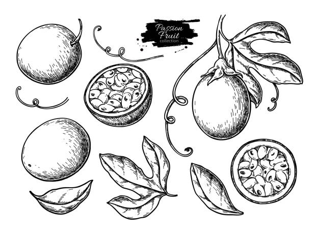 ilustraciones, imágenes clip art, dibujos animados e iconos de stock de conjunto de dibujo vectorial de fruta de la pasión. ilustración de alimentos tropicales dibujados a mano. grabado de fruta de verano - parchita