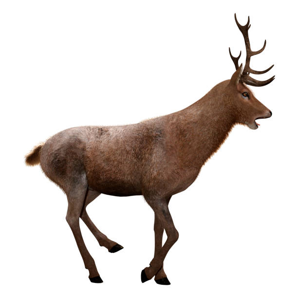 istock 3D illustration male deer on white 1137947311