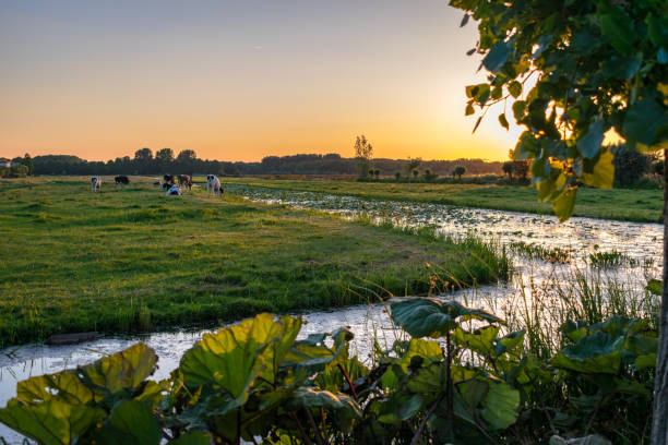 sunset over the scenic countryside near gouda, holland with cows and it`s many canals. - polder field meadow landscape imagens e fotografias de stock