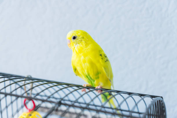 istock Yellow wavy parrot or budgie sits on the cage on blue background 1137948620