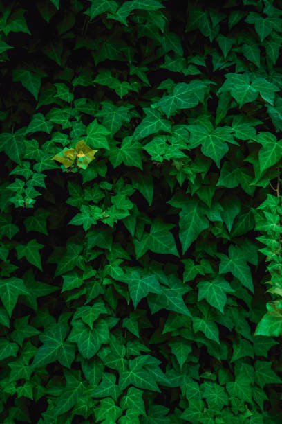 istock fresh green leaves flat lay background 1137949602