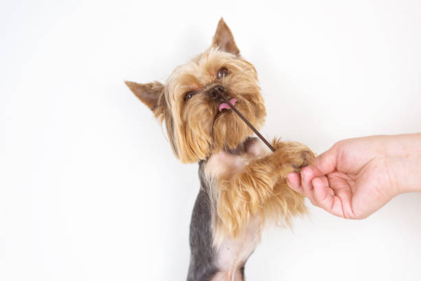 istock Yorkshire terrier dog with comb, grooming 1137950204