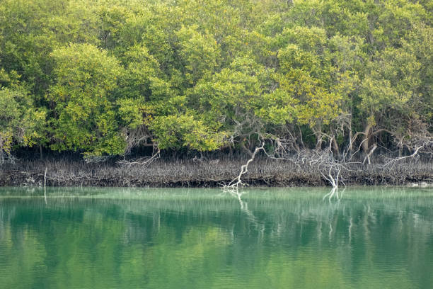 istock Reflection of Eastern Mangroves in Water, Abu Dhabi, UAE 1137951275