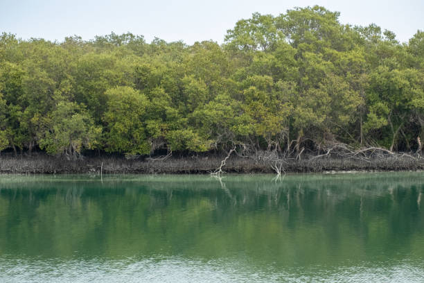 istock Reflection of Eastern Mangroves in Water, Abu Dhabi, UAE 1137951512