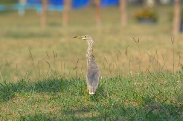 istock Chinese Pond Heron in the green field 1137952021