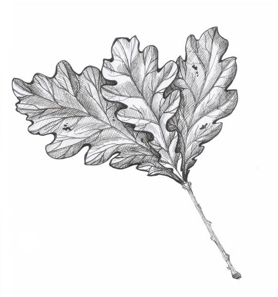 oak leaves card monochrome