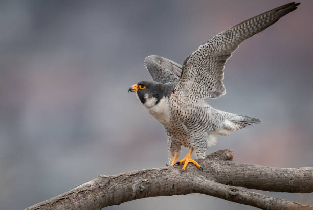 istock Peregrine Falcon 1137952211