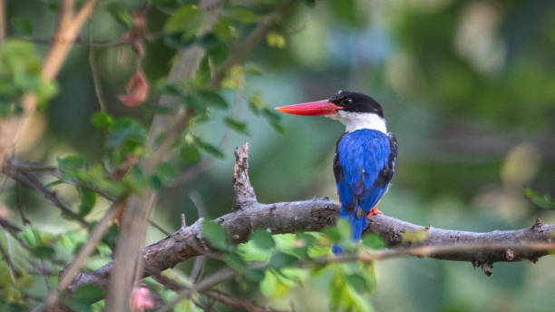 istock Black-capped kingfisher in the wild 1137952275