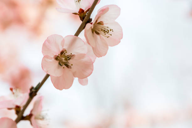 istock Peach flowers blossom in spring. Peach blossom. 1137952302