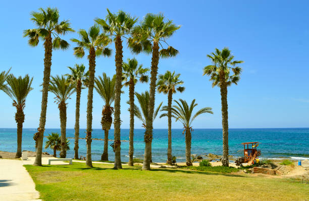 Palm trees on Paphos beach in Cyprus