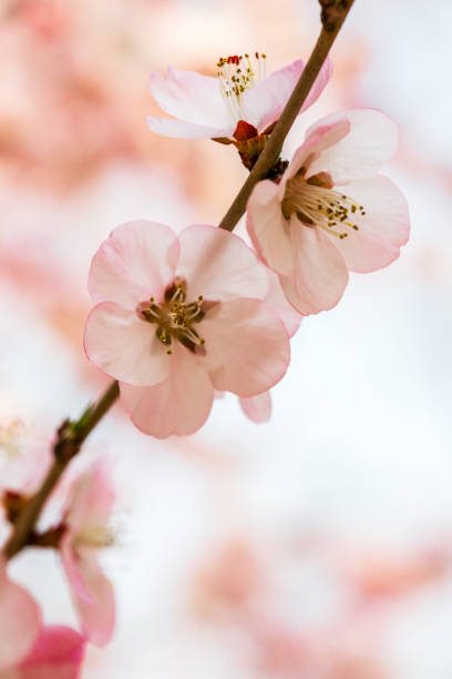 istock Peach flowers blossom in spring. Peach blossom. 1137953706