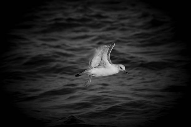 Seagull flying over Lake Ontario waters