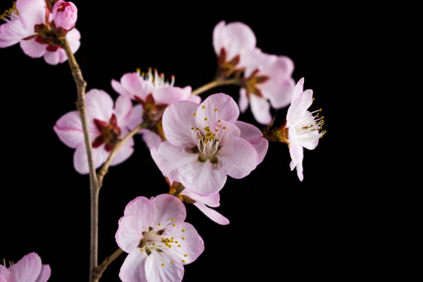 istock Peach blossom on black black ground 1137954497